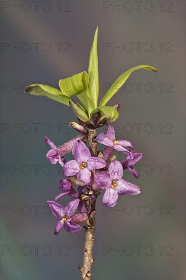 Mezereon (Daphne mezereum)