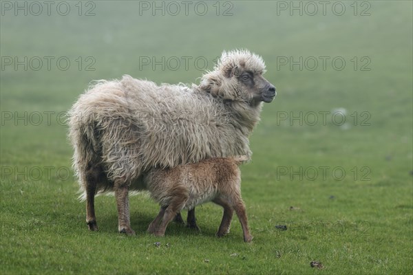 Ewe with lamb