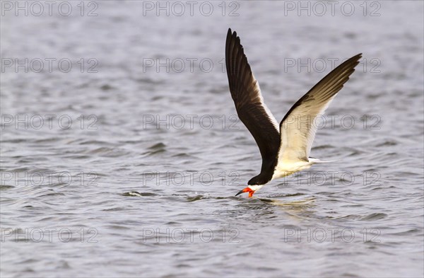 Black skimmer (Rynchops niger) fishing