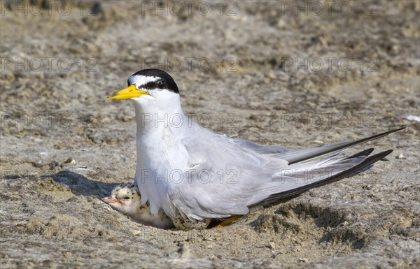 Least Tern (Sterna antillarum) with chick in nest
