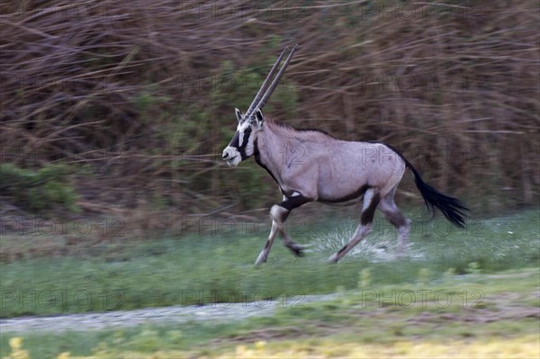 Gemsbok (Oryx gazella)