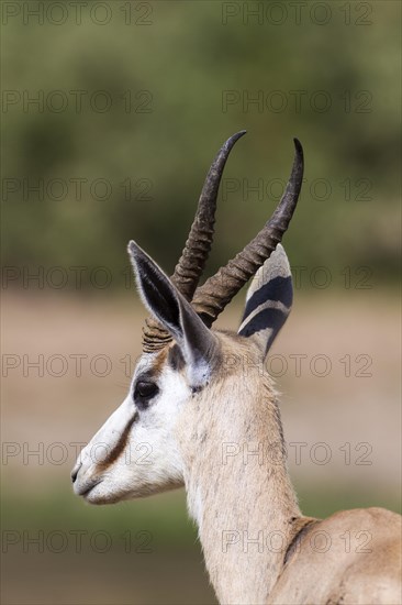 Springbok (Antidorcas marsupialis)