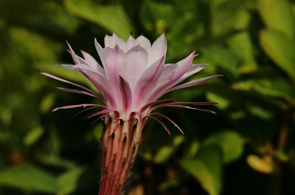 Hedgehog cactus (Echinopsis oxygona)