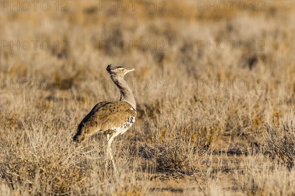 Kori Bustard (Ardeotis kori)