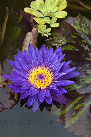 Flower of a Cape Blue Water Lily (Nymphaea capensis)