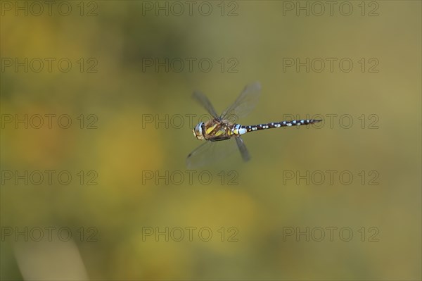 Southern Hawker (Aeshna cyanea) in flight