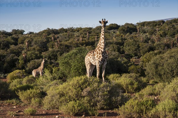 Giraffe (Giraffa camelopardalis)