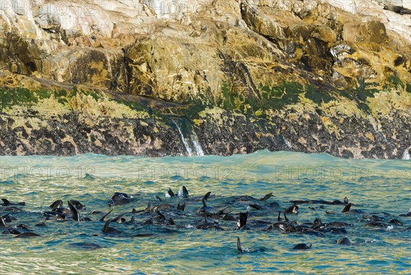 Harbor seals (Phoca vitulina)