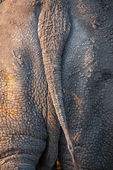 White rhinoceros (Ceratotherium simum)