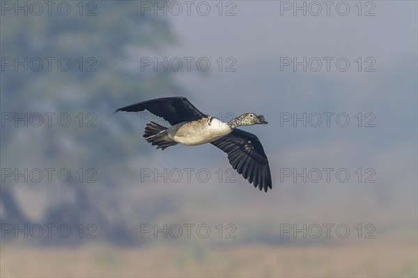 Knob-billed Duck (Sarkidiornis melanotos)