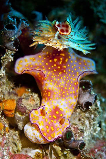 Sea Slug (Ceratosoma trilobatum)