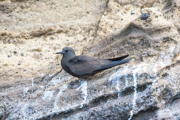 Galapagos Brown Noddy (Anous stolidus galapagensis)