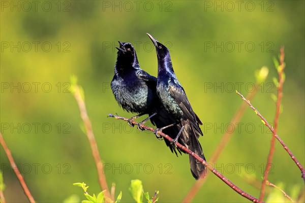 Two Boat-tailed Grackles (Quiscalus major)