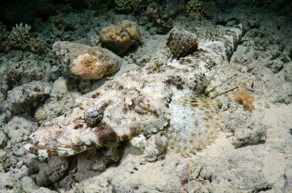 Tentacled Flathead or Crocodilefish (Papilloculiceps longiceps)