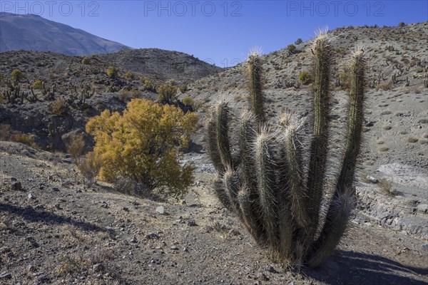 Quisco Cactus or Hedgehog Cactus (Echinopsis chiloensis)