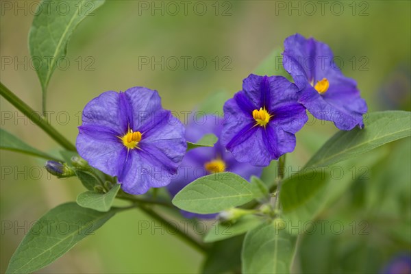 Blue Potato Bush (Lycianthes rantonnetii)