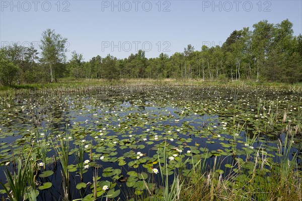 Pond with White Water Lilies (Nymphaea alba)