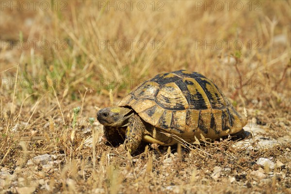 Dalmatian Tortoise (Testudo hermanni hercegovinensis)