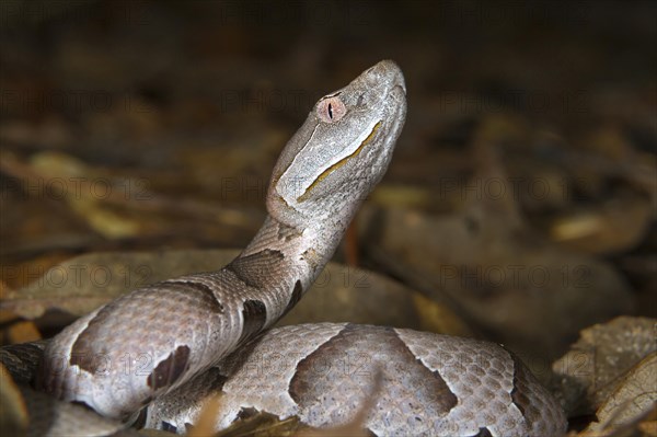 Copperhead (Agkistrodon contortrix)