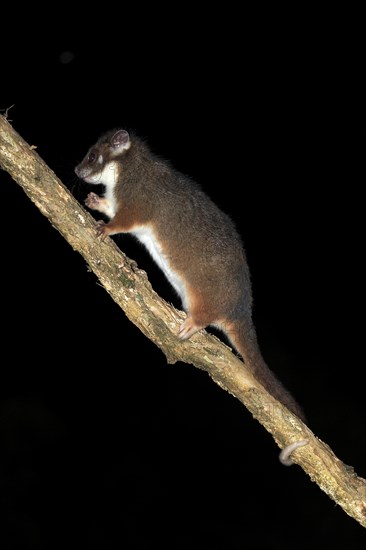 Common ringtail possum (Pseudocheirus viverrinus peregrinus)