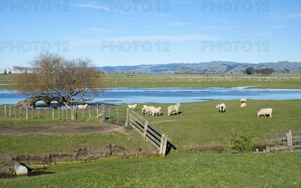 Sheep pen in Gisborne