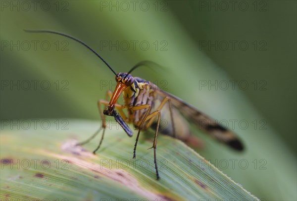 Common scorpionfly (Panorpa communis) with prey