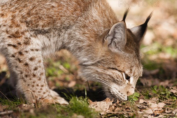 Eurasian Lynx (Lynx lynx)