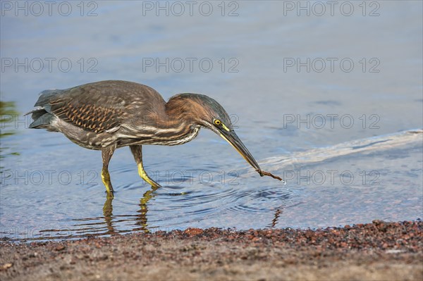 Striated Heron (Butorides striata)