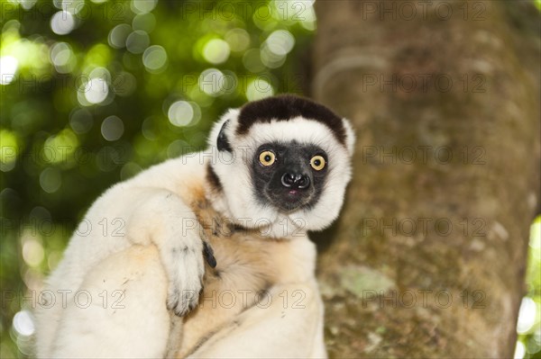 Verreaux's Sifaka (Propithecus verreauxi)