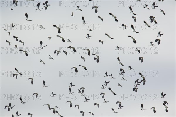 Northern Lapwings (Vanellus vanellus) in flight