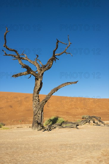 Dead tree in the salt and clay pan