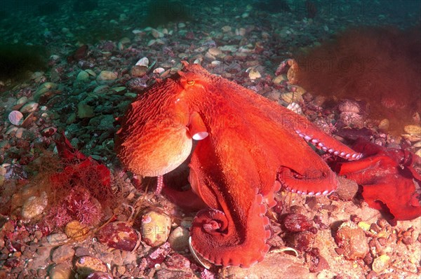 Giant Pacific Octopus