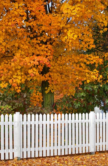 White picket fence and tree in autumn