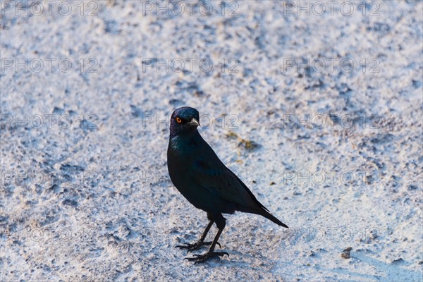 Cape Starling (Lamprotornis nitens)