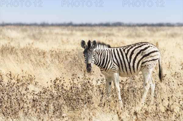 Burchell's Zebra (Equus burchellii)