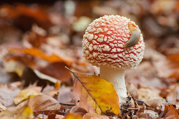 Slug (Arionidae) crawling on the cap of a Fly Agaric (Amanita muscaria)