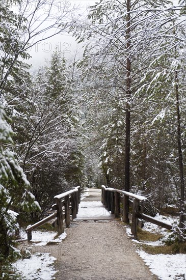 Snow-covered forest