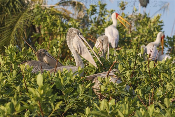 Pink-backed Pelicans (Pelecanus rufescens)