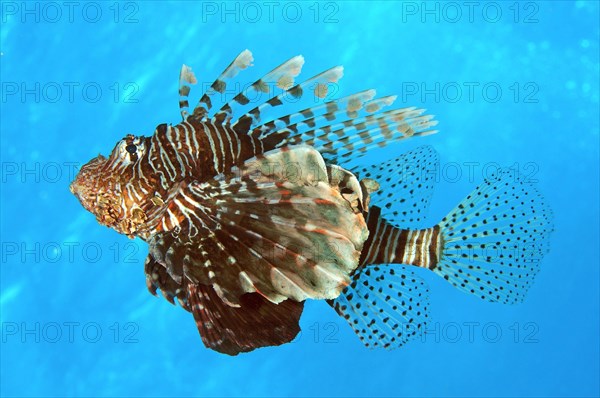 Red Lionfish (Pterois volitans)