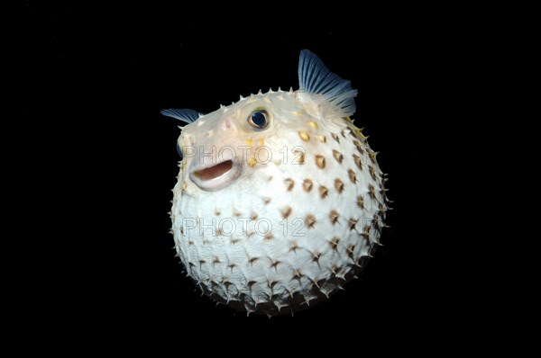 Spotted Porcupinefish (Diodon hystrix)