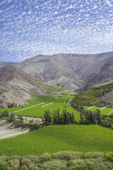 Vineyards in the Valle del Elqui