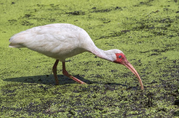 American White Ibis (Eudocimus albus) foraging in a swamp