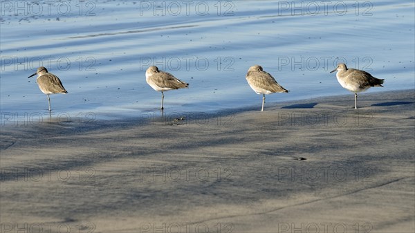 Willets (Tringa semipalmata) in the intertidal zone