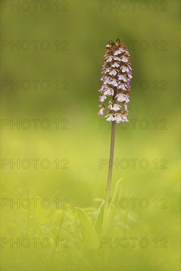 Lady Orchid (Orchis purpurea)