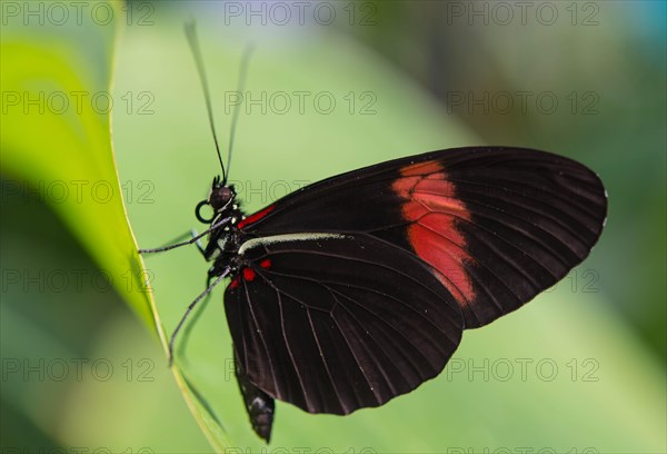 Postman Butterfly or Common Postman (Heliconius melpomene)