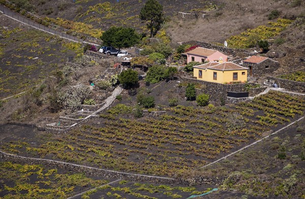 Grapevines growing on black lava soil