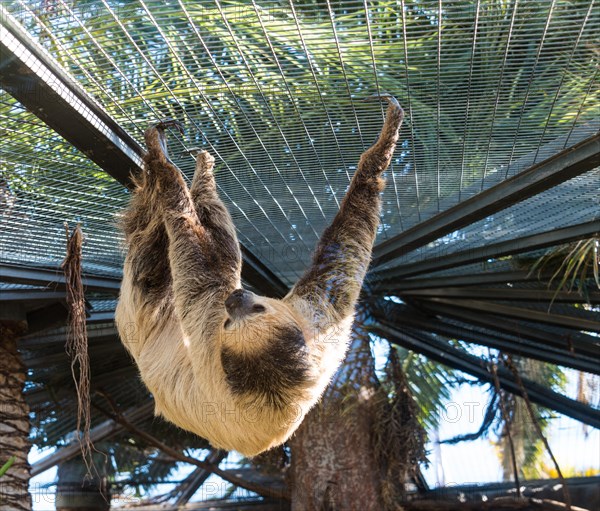 Linnaeus's two-toed sloth (Choloepus didactylus)