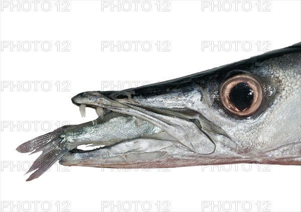 Great Barracuda (Sphyraena barracuda) with a sardine in its mouth