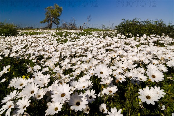 Meadow covered with Cape Marigolds or African Daisies (Osteospermum ecklonis)