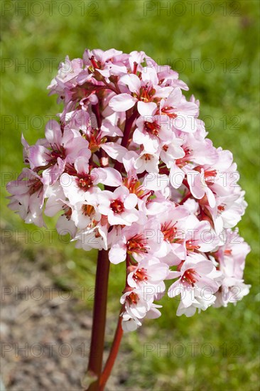 Elephant-eared saxifrage (Bergenia purpurascens)